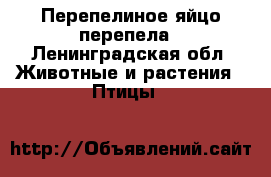 Перепелиное яйцо перепела - Ленинградская обл. Животные и растения » Птицы   